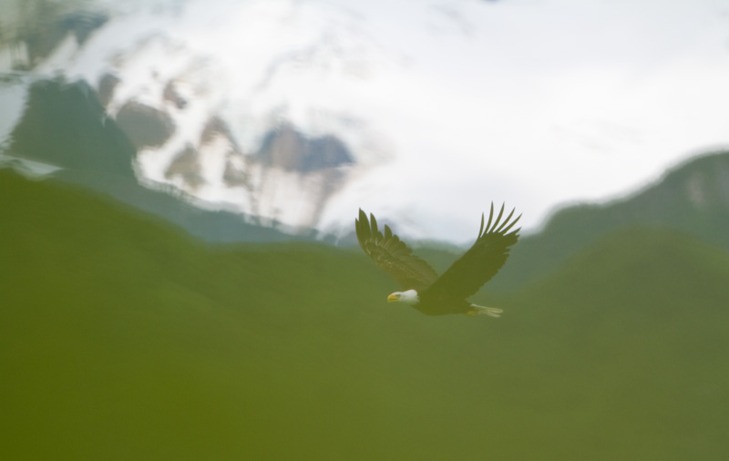 Bald Eagle In Flight